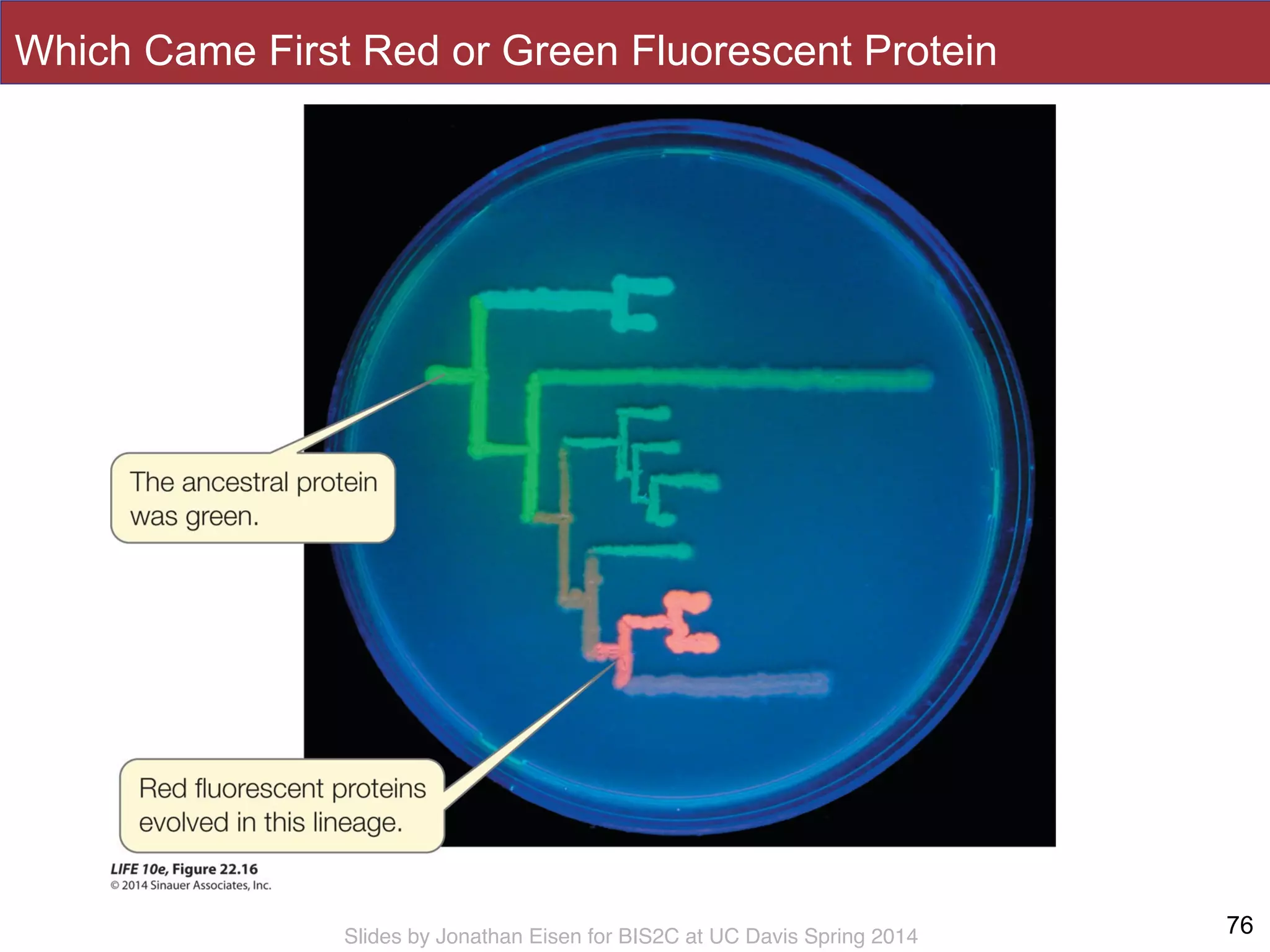 Slides by Jonathan Eisen for BIS2C at UC Davis Spring 2014
Which Came First Red or Green Fluorescent Protein
76
 