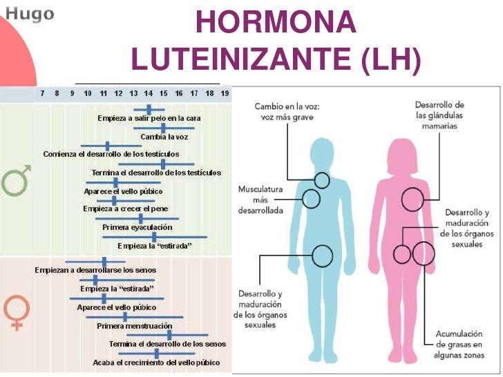 Resultado de imagen para hormona luteinizante