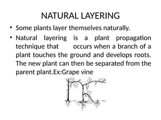 NATURAL LAYERING
• Some plants layer themselves naturally.
• Natural layering is a plant propagation
technique that occurs when a branch of a
plant touches the ground and develops roots.
The new plant can then be separated from the
parent plant.Ex:Grape vine
 
