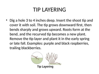 TIP LAYERING
• Dig a hole 3 to 4 inches deep. Insert the shoot tip and
cover it with soil. The tip grows downward first, then
bends sharply and grows upward. Roots form at the
bend, and the recurved tip becomes a new plant.
Remove the tip layer and plant it in the early spring
or late fall. Examples: purple and black raspberries,
trailing blackberries.
 