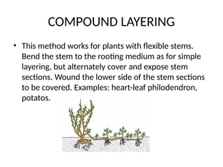 COMPOUND LAYERING
• This method works for plants with flexible stems.
Bend the stem to the rooting medium as for simple
layering, but alternately cover and expose stem
sections. Wound the lower side of the stem sections
to be covered. Examples: heart-leaf philodendron,
potatos.
 