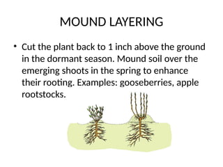 MOUND LAYERING
• Cut the plant back to 1 inch above the ground
in the dormant season. Mound soil over the
emerging shoots in the spring to enhance
their rooting. Examples: gooseberries, apple
rootstocks.
 