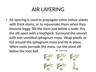 AIR LAYERING
• Air layering is used to propagate some indoor plants
with thick stems, or to rejuvenate them when they
become leggy. Slit the stem just below a node. Pry
the slit open with a toothpick. Surround the wound
with wet unmilled sphagnum moss. Wrap plastic or
foil around the sphagnum moss and tie in place.
When roots pervade the moss, cut the plant off
below the root ball.
 
