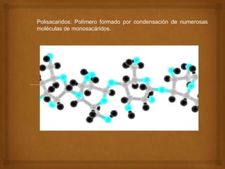 Polisacaridos: Polímero formado por condensación de numerosas moléculas de monosacáridos.
