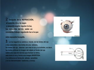 2 .  Después de la REFRACCIÓN, el colorido iris y la negra y pequeña pupila regulan la luz,  los músculos del iris  están en  constante trabajo regulando luz a la que  esta expuesta la pupila.   3 .  La luz seguirá su camino a través de las lentes del ojo  ( muy parecidas a las lentes de una cámara),  las lentes del ojo, desvían aun mas la luz y la invierten, es decir,  las lentes enfocan la imagen del objeto al fondo del ojo  sobre una capa de nervios que forman la retina,  esta toma la luz y forma una imagen INVERTIDA.  ( La retina es en forma de células sensibles  a la luz denominadas: bastones y conos)  