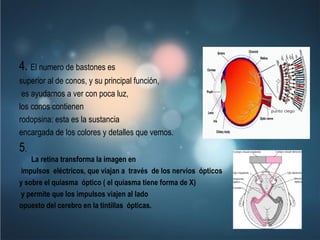 4.  El numero de bastones es  superior al de conos, y su principal función, es ayudarnos a ver con poca luz,  los conos contienen  rodopsina: esta es la sustancia  encargada de los colores y detalles que vemos. 5 . La retina transforma la imagen en impulsos eléctricos, que viajan a través de los nervios ópticos  y sobre el quiasma óptico ( el quiasma tiene forma de X) y permite que los impulsos viajen al lado  opuesto del cerebro en la tintillas ópticas.     