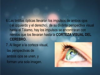 6.Las tintillas ópticas llevaran los impulsos de ambos ojos ( el izquierdo y el derecho), de su distinta perspectiva visual hasta el Tálamo, hay los impulsos se encontraran con nervios que los llevaran hasta la  CORTEZA VISUAL DEL CEREBRO.   7. Al llegar a la corteza visual, las perspectivas de ambos ojos se unen, y forman una sola imagen. 