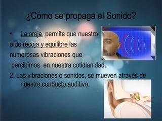 ¿Cómo se propaga el Sonido? La oreja , permite que nuestro  oído  recoja y equilibre  las  numerosas vibraciones que percibimos  en nuestra cotidianidad. 2. Las vibraciones o sonidos, se mueven através de nuestro  conducto auditivo .  
