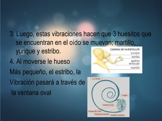 3. Luego, estas vibraciones hacen que 3 huesitos que se encuentran en el oído se muevan; martillo, yunque y estribo. 4. Al moverse le hueso Más pequeño, el estribo, la Vibración pasará a través de la ventana oval 