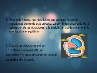 5.  En el oído interno, hay  dos fluidos  que cumplen funciones importantes dentro de este proceso;  La  peri linfa  ( encargada de la percepción de las vibraciones) y  la endolinfa  ( ayuda a mantener la orientación y el equilibrio) 6. Cuando las vibraciones entran En contacto con la peri linfa, se  Transmiten a la parte más delicada del oído,  La cóclea , dicho sonido.  