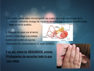 7. La coclea, posee pelos microscópicos, los cuales se activan con el paso de la vibración, activando consigo los impulsos nerviosos que tienen un recorrido hasta llegar al nervio auditivo. 8. Después de pasar por el nervio Auditivo, hasta llegar a la corteza  Auditiva del cerebro es que las  Vibraciones Son reconocidas en sí, como SONIDO. Y es asi, como en SEGUNDOS, somos  Privilegiados de escuchar todo lo que nos rodea. 