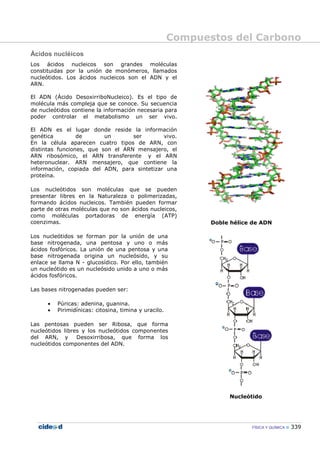 Compuestos del Carbono
FÍSICA Y QUÍMICA 339
Ácidos nucléicos
Los ácidos nucleicos son grandes moléculas
constituidas por la unión de monómeros, llamados
nucleótidos. Los ácidos nucleicos son el ADN y el
ARN.
El ADN (Ácido DesoxirriboNucleico). Es el tipo de
molécula más compleja que se conoce. Su secuencia
de nucleótidos contiene la información necesaria para
poder controlar el metabolismo un ser vivo.
El ADN es el lugar donde reside la información
genética de un ser vivo.
En la célula aparecen cuatro tipos de ARN, con
distintas funciones, que son el ARN mensajero, el
ARN ribosómico, el ARN transferente y el ARN
heteronuclear. ARN mensajero, que contiene la
información, copiada del ADN, para sintetizar una
proteína.
Los nucleótidos son moléculas que se pueden
presentar libres en la Naturaleza o polimerizadas,
formando ácidos nucleicos. También pueden formar
parte de otras moléculas que no son ácidos nucleicos,
como moléculas portadoras de energía (ATP)
coenzimas.
Los nucleótidos se forman por la unión de una
base nitrogenada, una pentosa y uno o más
ácidos fosfóricos. La unión de una pentosa y una
base nitrogenada origina un nucleósido, y su
enlace se llama N - glucosídico. Por ello, también
un nucleótido es un nucleósido unido a uno o más
ácidos fosfóricos.
Las bases nitrogenadas pueden ser:
• Púricas: adenina, guanina.
• Pirimidínicas: citosina, timina y uracilo.
Las pentosas pueden ser Ribosa, que forma
nucleótidos libres y los nucleótidos componentes
del ARN, y Desoxirribosa, que forma los
nucleótidos componentes del ADN.
Doble hélice de ADN
Nucleótido
 