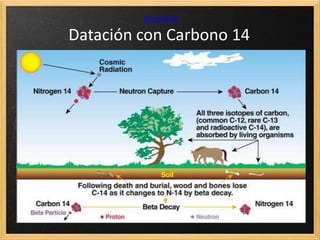 A.21. Determinar la relación entre el periodo de semidesintegración
y la constante radiactiva.
 