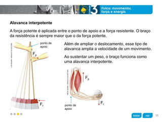 z
Alavanca interpotente
Além de ampliar o deslocamento, esse tipo de
alavanca amplia a velocidade de um movimento.
Ao sustentar um peso, o braço funciona como
uma alavanca interpotente.
A força potente é aplicada entre o ponto de apoio e a força resistente. O braço
da resistência é sempre maior que o da força potente.
LUÍSMOURA/ARQUIVODAEDITORA
ponto de
apoio
Fr
Fp
HIROESASAKI/ARQUIVODAEDITORA
Fp
Frponto de
apoio
55
 