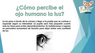 La luz pasa a través de la córnea y llega a la pupila que se contrae o
expande según su intensidad. La pupila será más pequeña cuanta
más luz haya para evitar deslumbramientos. En habitaciones o lugares
en penumbra aumentará de tamaño para dejar entrar más cantidad
de luz.
 