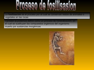 Proseso de fosilisasion La fosilización es el proceso por el cual se conservan restos de animales o vegetales en las rocas También la podemos definir como un proceso de mineralización, en el cual se sustituyen los compuestos orgánicos del organismo muerto por sustancias inorgánicas