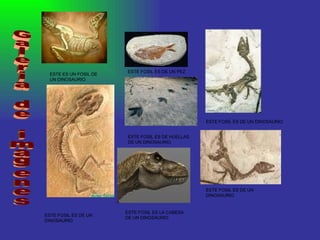Galeria de imagenes ESTE ES UN FOSIL DE UN DINOSAURIO ESTE FOSIL ES DE UN PEZ ESTE FOSIL ES DE HUELLAS DE UN DINOSAURIO ESTE FOSIL ES DE UN DINOSAURIO ESTE FOSIL ES LA CABESA DE UN DINOSAURIO ESTE FOSIL ES DE UN DINOSAURIO ESTE FOSIL ES DE UN DINOSAURIO