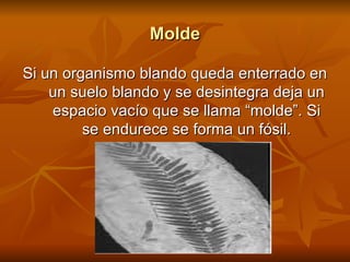 Molde Si un organismo blando queda enterrado en un suelo blando y se desintegra deja un espacio vacío que se llama “molde”. Si se endurece se forma un fósil. 