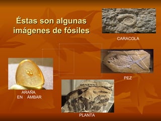 Éstas son algunas imágenes de fósiles CARACOLA PEZ PLANTA ARAÑA  EN  ÁMBAR 