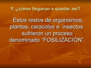 Y..¿cómo llegaron a quedar así? Estos restos de organismos, plantas, caracolas e  insectos  sufrieron un proceso denominado “FOSILIZACIÓN”. 