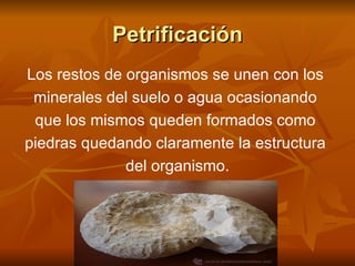 Petrificación Los restos de organismos se unen con los  minerales del suelo o agua ocasionando  que los mismos queden formados como  piedras quedando claramente la estructura  del organismo. 