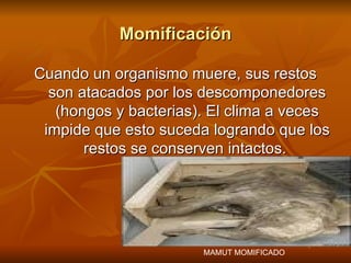 Momificación Cuando un organismo muere, sus restos son atacados por los descomponedores (hongos y bacterias). El clima a veces impide que esto suceda logrando que los restos se conserven intactos.  MAMUT MOMIFICADO 