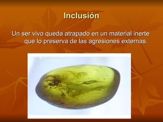 Inclusión Un ser vivo queda atrapado en un material inerte  que lo preserva de las agresiones externas.  