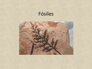 Fósiles
 