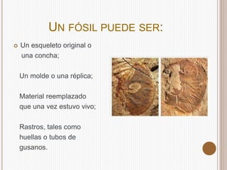 UN FÓSIL PUEDE SER:
Un esqueleto original o
una concha;
Un molde o una réplica;
Material reemplazado
que una vez estuvo vivo;
Rastros, tales como
huellas o tubos de
gusanos.