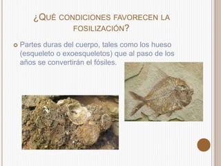 ¿QUÉ CONDICIONES FAVORECEN LA
FOSILIZACIÓN?
Partes duras del cuerpo, tales como los hueso
(esqueleto o exoesqueletos) que al paso de los
años se convertirán el fósiles.