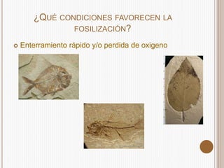 ¿QUÉ CONDICIONES FAVORECEN LA
FOSILIZACIÓN?
Enterramiento rápido y/o perdida de oxigeno