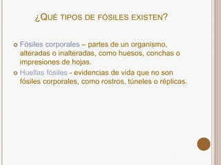 ¿QUÉ TIPOS DE FÓSILES EXISTEN?
Fósiles corporales – partes de un organismo,
alteradas o inalteradas, como huesos, conchas o
impresiones de hojas.
Huellas fósiles - evidencias de vida que no son
fósiles corporales, como rostros, túneles o réplicas.