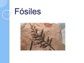 Fósiles
 