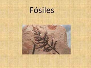 Fósiles
 