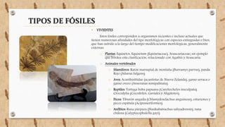 TIPOS DE FÓSILES
• VIVIENTES
Estos fósiles corresponden a organismos recientes e incluso actuales que
tienen numerosas afinidades del tipo morfológicas con especies extinguidas o bien,
que han sufrido a lo largo del tiempo modificaciones morfológicas, generalmente
externas.
o Plantas: Equisetos, Equisetum (Equisetaceae), Araucariaceae; un ejemplo
que bordea esta clasificación, relacionado con Agathis y Araucaria.
o Animales vertebrados
o Mamíferos: Ratón marsupial de montaña (Burramys parvus), panda
Rojo (Ailurus fulgens).
o Aves: Acanthisittidae (acantistas de Nueva Zelanda), ganso urraca o
ganso overo (Anseranas semipalmata).
o Reptiles: Tortuga boba papuana (Carettochelys insculpata),
Crocodylia (Cocodrilos, Gaviales y Aligátores).
o Peces: Tiburón anguila (Chlamydoselachus anguineus), esturiones y
peces espátula (Acipenseriformes).
o Anfibios: Rana púrpura (Nasikabatrachus sahyadrensis), rana
chilena (Calyptocephalella gayi).
 