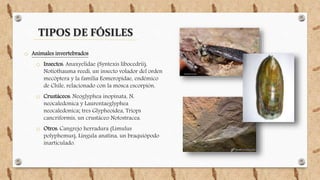 TIPOS DE FÓSILES
o Animales invertebrados
o Insectos: Anaxyelidae (Syntexis libocedrii),
Notiothauma reedi, un insecto volador del orden
mecóptera y la familia Eomeropidae, endémico
de Chile, relacionado con la mosca escorpión.
o Crustáceos: Neoglyphea inopinata, N.
neocaledonica y Laurentaeglyphea
neocaledonica; tres Glypheoidea, Triops
cancriformis, un crustáceo Notostracea.
o Otros: Cangrejo herradura (Limulus
polyphemus), Lingula anatina, un braquiópodo
inarticulado.
 