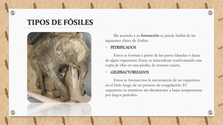 TIPOS DE FÓSILES
De acuerdo a su formación se puede hablar de las
siguientes clases de fósiles:
• PETRIFICADOS
Estos se forman a partir de las partes blandas o duras
de algún organismo. Estas se mineralizan conformando una
copia de ellas en una piedra, de manera exacta.
• GELIFRACTORIZADOS
Estos se forman tras la incrustación de un organismo
en el hielo luego de un proceso de congelación. El
organismo se mantiene sin alteraciones a bajas temperaturas
por largos períodos.
 