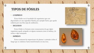 TIPOS DE FÓSILES
• COMPRESOS
Estos fósiles son el resultado de organismos que son
depositados en una superficie blanda, por ejemplo barro, que queda
cubierta por una fina capa de sedimento.
• INCLUIDOS
Estos fósiles se forman como consecuencia de que algún
organismo quede atrapado en alguna sustancia como el ámbar, a la
resina o algo semejante.
• IMPRESOS
Estos contienen las impresiones de plantas o animales sobre el
fango que se endurece hasta transformarse en una roca.
 