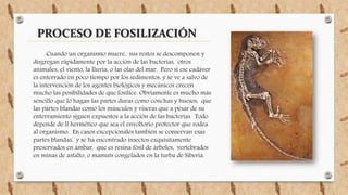 PROCESO DE FOSILIZACIÓN
Cuando un organismo muere, sus restos se descomponen y
disgregan rápidamente por la acción de las bacterias, otros
animales, el viento, la lluvia, o las olas del mar. Pero si ese cadáver
es enterrado en poco tiempo por los sedimentos, y se ve a salvo de
la intervención de los agentes biológicos y mecánicos crecen
mucho las posibilidades de que fosilice. Obviamente es mucho más
sencillo que lo hagan las partes duras como conchas y huesos, que
las partes blandas como los músculos y viseras que a pesar de su
enterramiento siguen expuestos a la acción de las bacterias. Todo
depende de ll hermético que sea el envoltorio protector que rodea
al organismo. En casos excepcionales también se conservan esas
partes blandas, y se ha encontrado insectos exquisitamente
preservados en ámbar, que es resina fósil de árboles, vertebrados
en minas de asfalto, o mamuts congelados en la turba de Siberia.
 