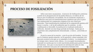PROCESO DE FOSILIZACIÓN
Salvo esas raras excepciones, el proceso de fosilización comienza
a partir de la desaparición de las partes blancas y el relleno de los
huecos por el sedimento circundante. En ese momento empiezan a
producirse una serie de transformaciones químicas que poco a poco
van sustituyendo los compuestos orgánicos de esos restos por
minerales. Esta transformación depende de la composición química del
hueso o concha, y de la del sedimento que lo contiene, si esta
combinación es favorable, la sustitución se realizará molécula a
molécula, durante un muy largo periodo de tiempo, hasta que el
organismo esté completamente mineralizado, es decir, convertido en
piedra.
Si por la causa de la oración, o por la acción del hombre, la roca
que lo contiene queda expuesta en la superficie, estará sometida a los
procesos erosivos a los que se ve sometido el relieve, y se destruirá en
un tiempo más o menos corto. Ahora, si es recogido racionalmente,
teniendo en cuenta que no es solo una bonita piedra para poner encima
del televisor, sino que es una fuente de información sobre la vida
pasada, tendremos una joya de la naturaleza llamada fósil.
 
