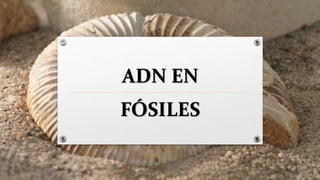 ADN EN
FÓSILES
 