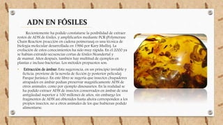 ADN EN FÓSILES
Recientemente ha podido constatarse la posibilidad de extraer
restos de ADN de fósiles, y amplificarlos mediante PCR (Polymerase
Chain Reaction (reacción en cadena poimerasa) es una técnica de
biología molecular desarrollada en 1986 por Kary Mullis). La
evolución de estos conocimientos ha sido muy rápida: En el 2000 ya
se habían extraído secuencias cortas de fósiles Neandertal y
de mamut. Años después, también hay multitud de ejemplos en
plantas e incluso bacterias. Los métodos propuestos son:
• Extracción de ámbar: Esta sugerencia, en un principio inviable y
ficticia, proviene de la novela de ficción (y posterior película)
Parque Jurásico. En este libro se sugería que insectos chupadores
atrapados en ámbar podían preservar magníficamente ADN de
otros animales, como por ejemplo dinosaurios. En la realidad se
ha podido extraer ADN de insectos conservados en ámbar de una
antigüedad superior a 100 millones de años, sin embargo los
fragmentos de ADN así obtenidos hasta ahora corresponden a los
propios insectos, no a otros animales de los que hubieran podido
alimentarse.
 