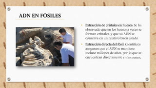• Extracción de cristales en huesos: Se ha
observado que en los huesos a veces se
forman cristales, y que su ADN se
conserva en un relativo buen estado.
• Extracción directa del fósil: Científicos
aseguran que el ADN se mantiene
incluso millones de años, por lo que se
encuentran directamente en los restos.
ADN EN FÓSILES
 