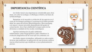IMPORTANCIA CIENTÍFICA
Los fósiles tienen una importancia considerable para otras
áreas, así como la Geología o la Biología evolutiva, las bases de
la Paleontología.
Basándose en la sucesión y evolución de las especies en el
curso de los tiempos geológicos, la presencia de fósiles permite
datar las capas del terreno (Bioestratigrafía y Biocronología),
con mayor o menor precisión dependiendo del grado de
conservación. Así se han establecido la mayor parte de las
divisiones y unidades de las escalas cronológicas.
Aportan información de paleo ambientes
sedimentarios, paleo biogeográficas, paleo climáticas, la
evolución diagenética de las rocas que los contienen, etc.
Los fósiles siguen revisándose, utilizando en cada ocasión
técnicas más modernas. La aplicación de esas técnicas conlleva
nuevas observaciones que modifican a veces planteamientos
previos.
 