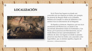 LOCALIZACIÓN
En la Tierra hay lugares en donde son
conocidos por sus riquezas en fósiles, por ejemplo:
las pizarras de Burgess Shale en la Columbia
Británica de Canadá, la caliza de Solnhofen o los
estratos ricos en dinosaurios de la Patagonia.
En España se destacan: Atapuerca, por sus ricos
yacimientos del Pleistoceno, en donde se ha
encontrado abundantes fósiles de homínidos, y Las
Hoyas, por la presencia de Iberomesornis, un ave
media ibérica de hace aproximadamente 125
millones de años. Los lugares en donde se pueden
preservar muy bien los fósiles, son conocidos como
Lagerstätten, que en alemán significa, lugares de
descanso o almacenamiento.
 