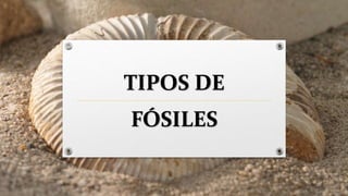 TIPOS DE
FÓSILES
 
