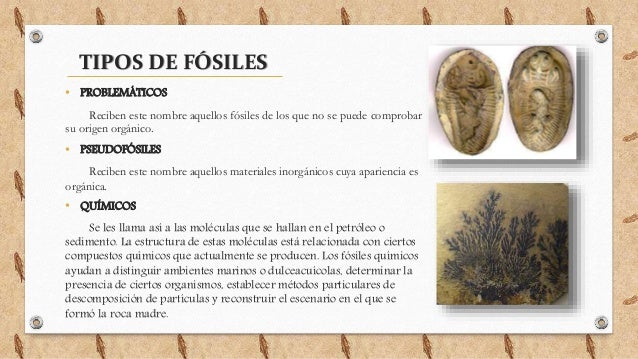 Fósiles