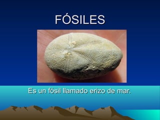 FÓSILES

Es un fósil llamado erizo de mar.

 