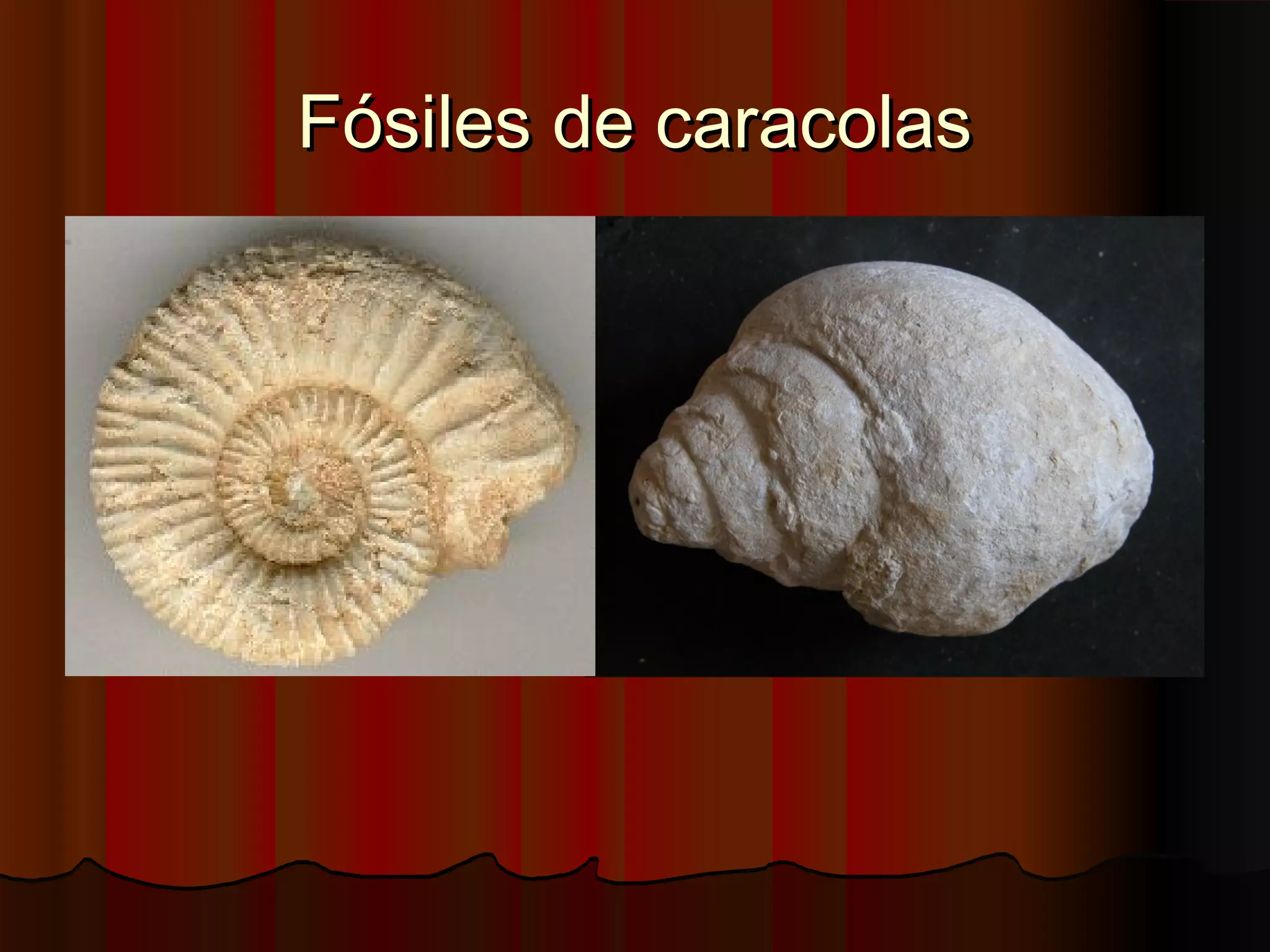 Fósiles de caracolas