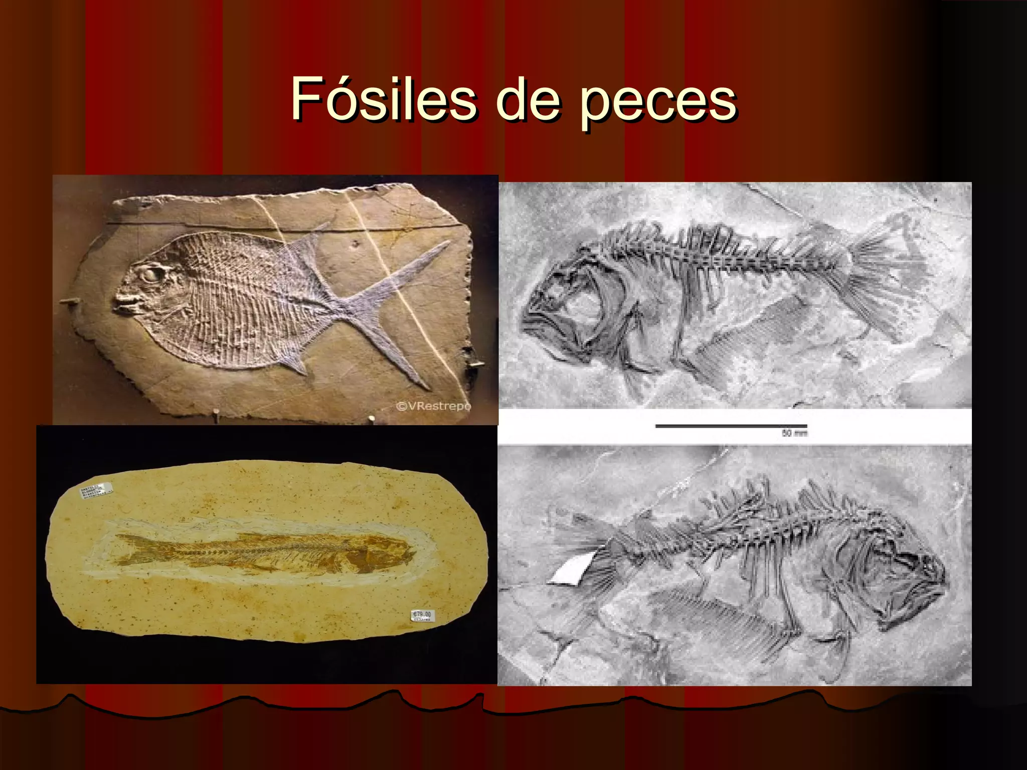 Fósiles de peces